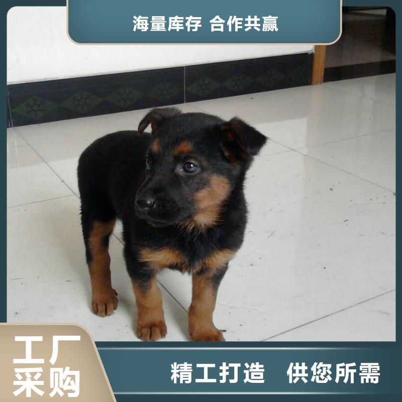 德国牧羊犬杜宾犬专业生产设备