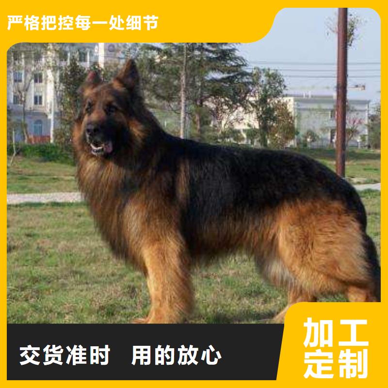 德国牧羊犬罗威纳犬工艺成熟