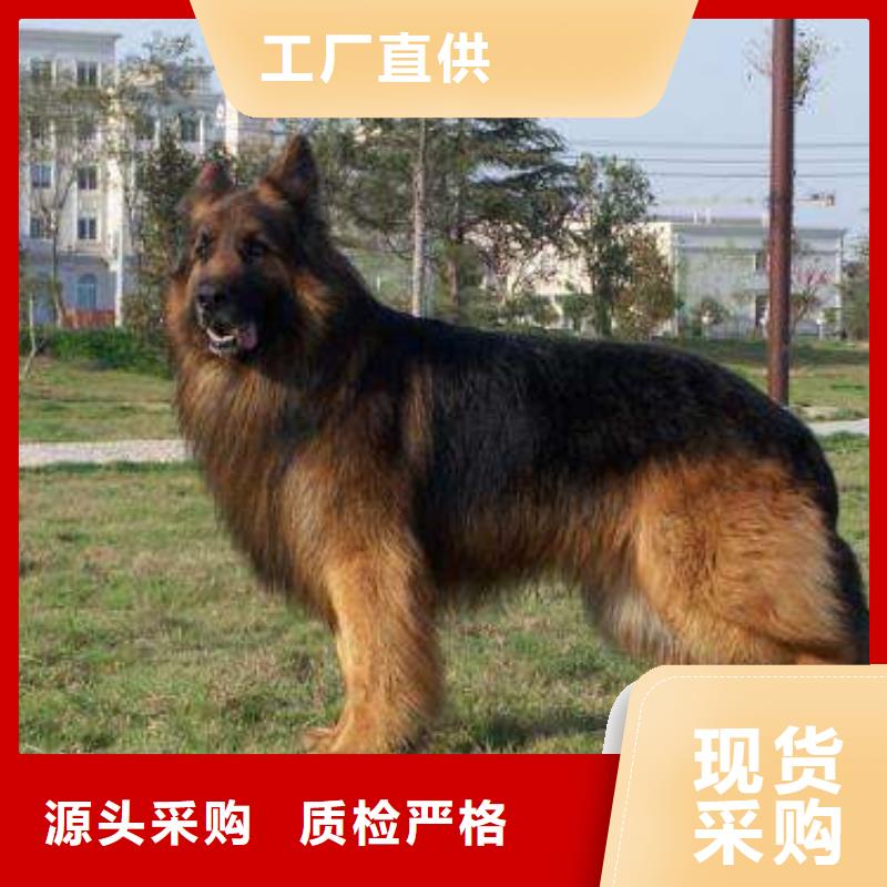 德国牧羊犬杜宾犬专业生产设备