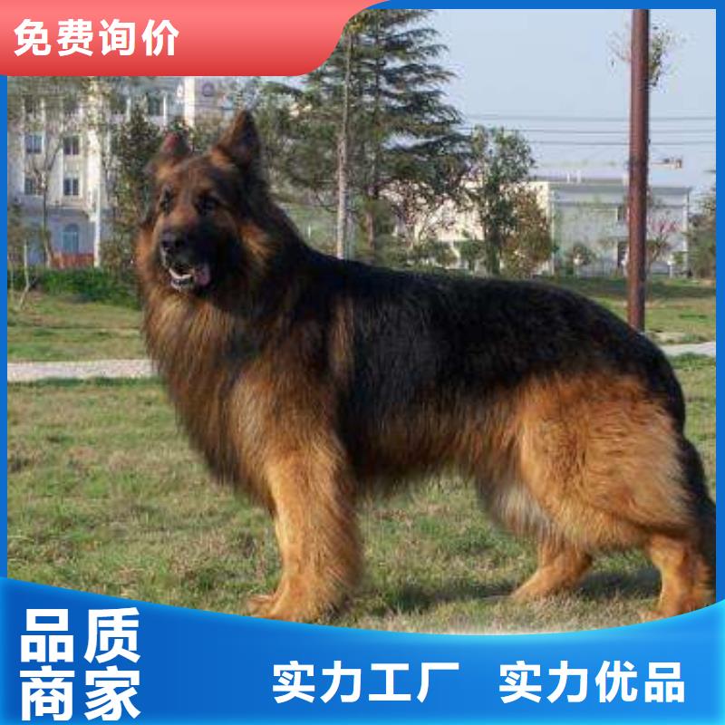 德国牧羊犬德牧犬把实惠留给您