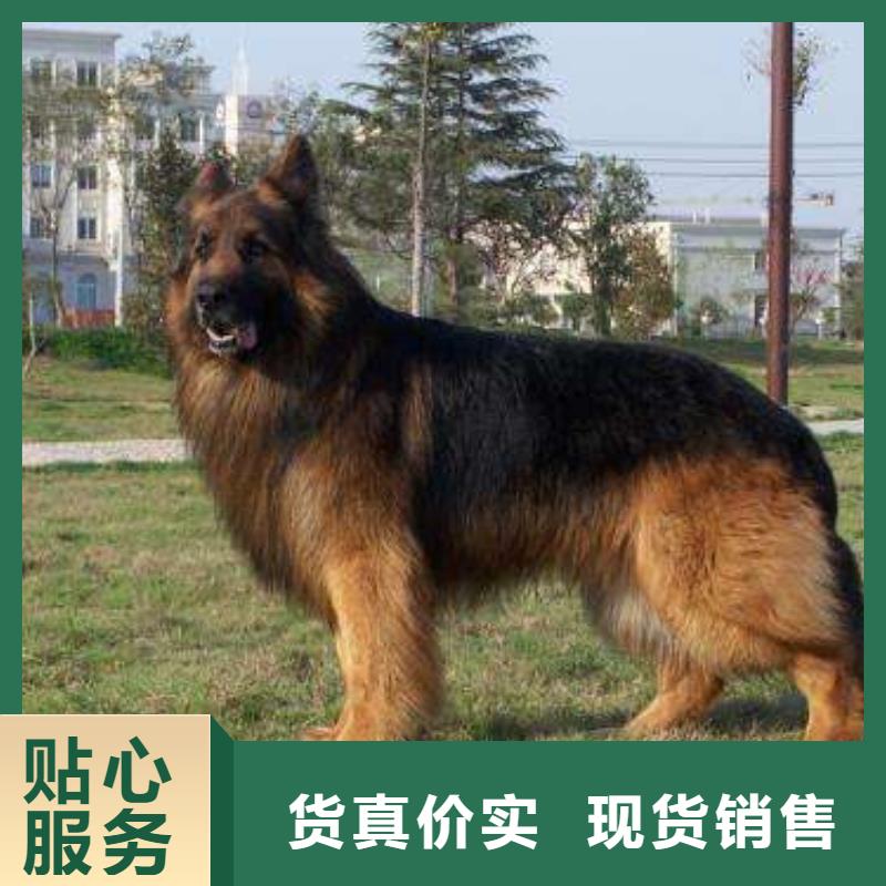 德国牧羊犬杜宾犬专业生产设备