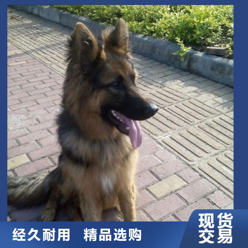 德国牧羊犬德牧犬把实惠留给您