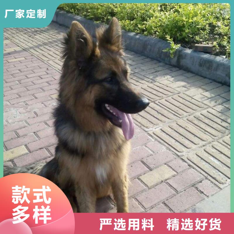 德国牧羊犬杜宾犬专业生产设备