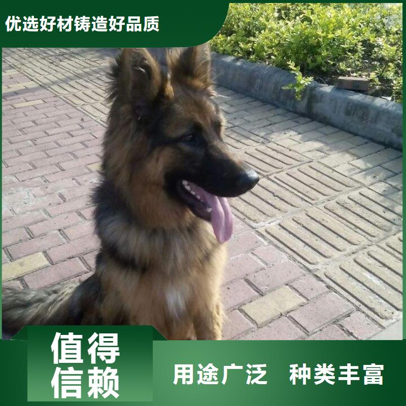 德国牧羊犬马犬应用广泛