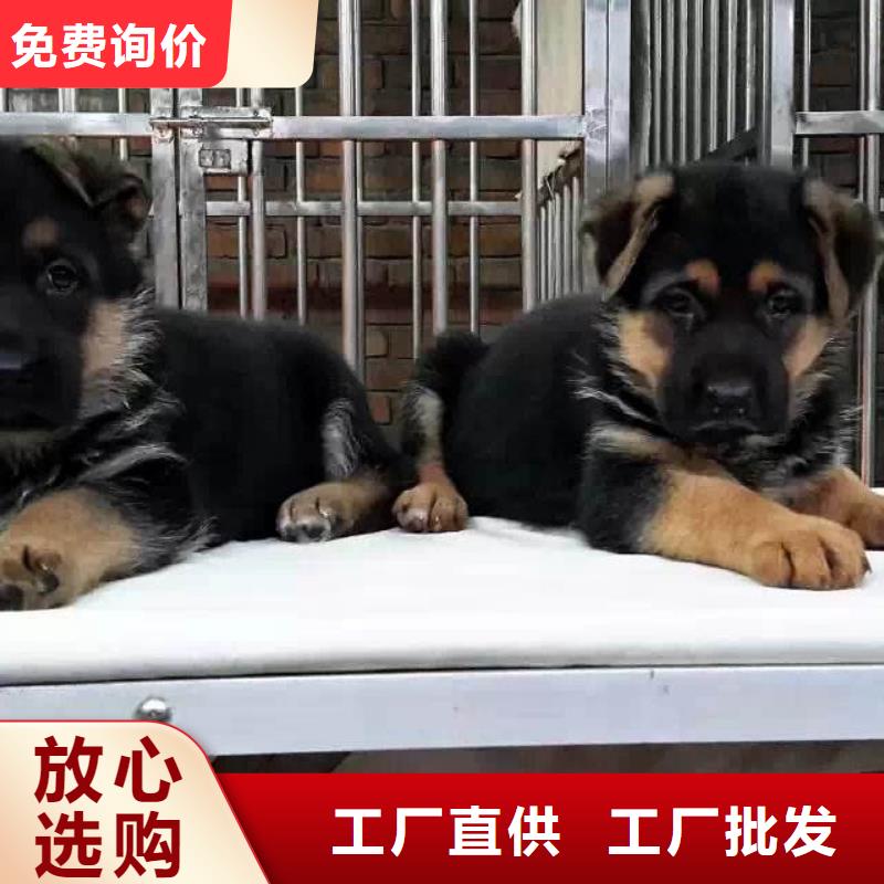 德国牧羊犬高加索犬N年专注
