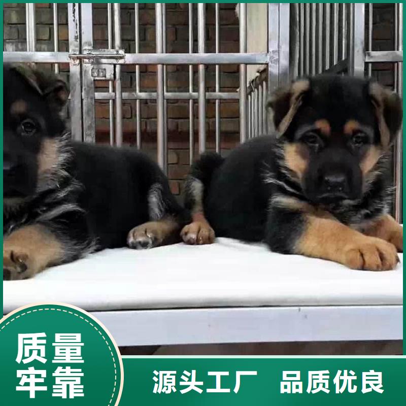 德国牧羊犬杜宾犬专业生产设备