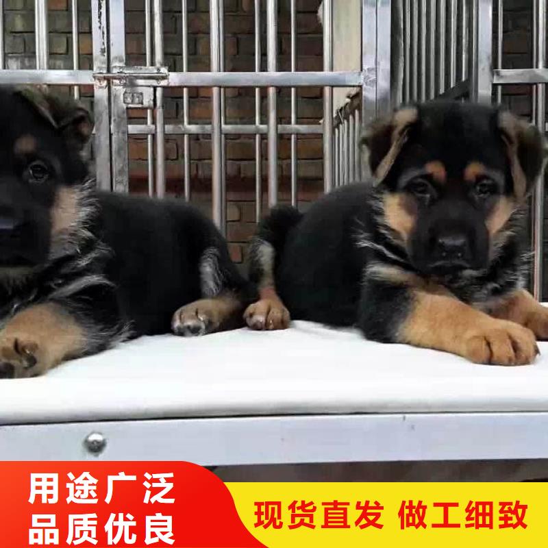 德国牧羊犬马犬对质量负责