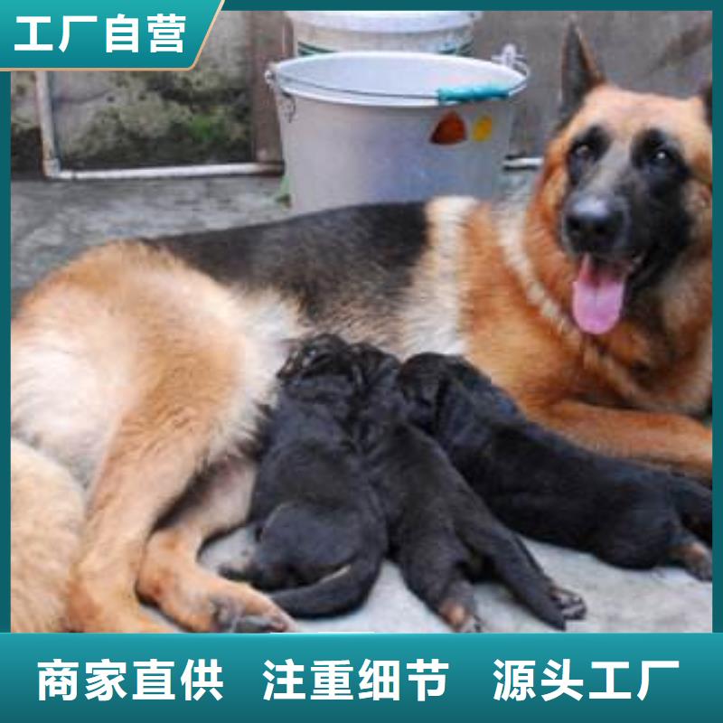 德国牧羊犬马犬对质量负责