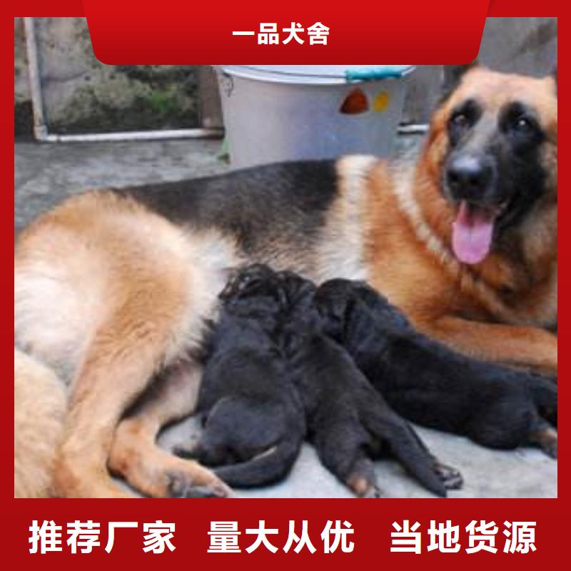 德国牧羊犬德牧犬把实惠留给您