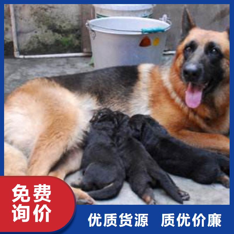 德国牧羊犬杜宾犬专业生产设备