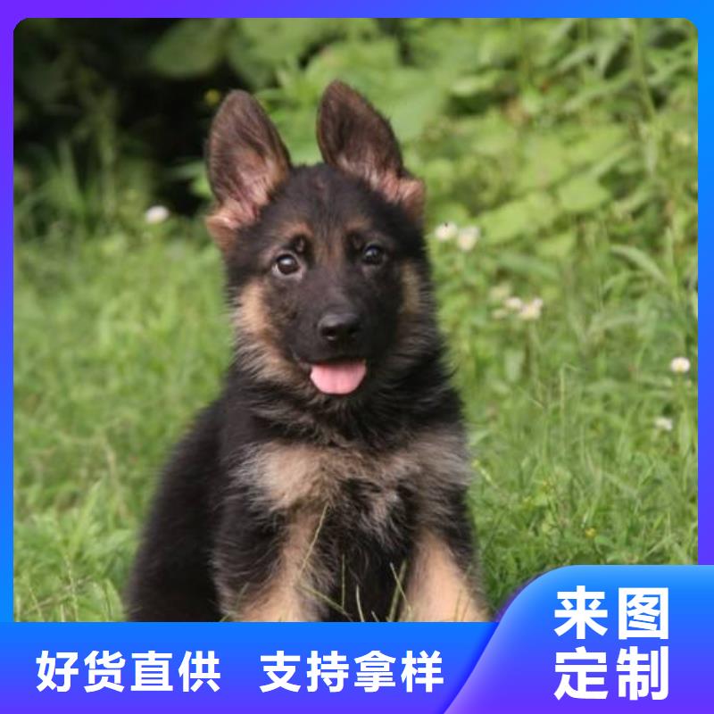 卡斯罗犬-视频-卡斯罗犬|云南省玉溪市|易门|澄江|大理|文山|西双版纳|曲靖|昭通|迪庆