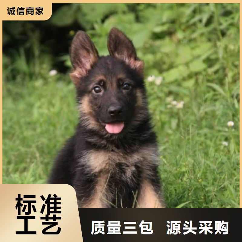 德国牧羊犬杜宾犬供您所需