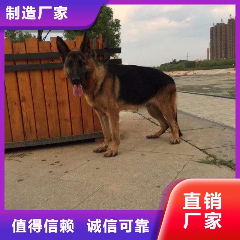 德国牧羊犬马犬应用广泛