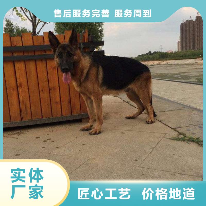 德国牧羊犬德牧犬把实惠留给您