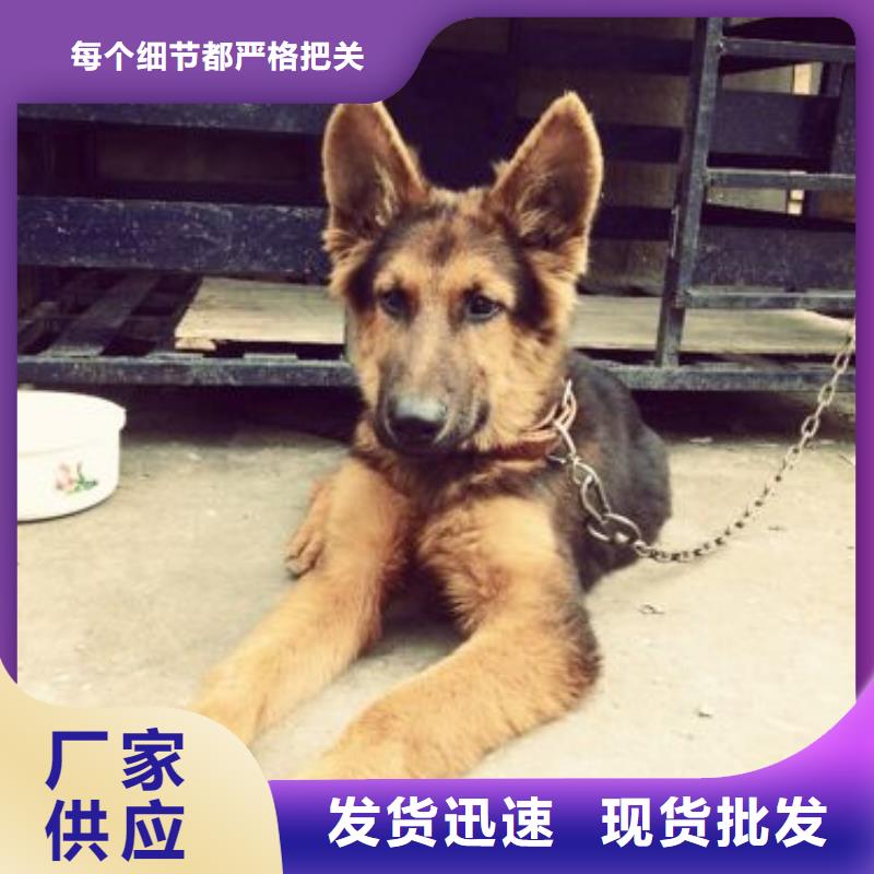 德国牧羊犬罗威纳犬工艺成熟