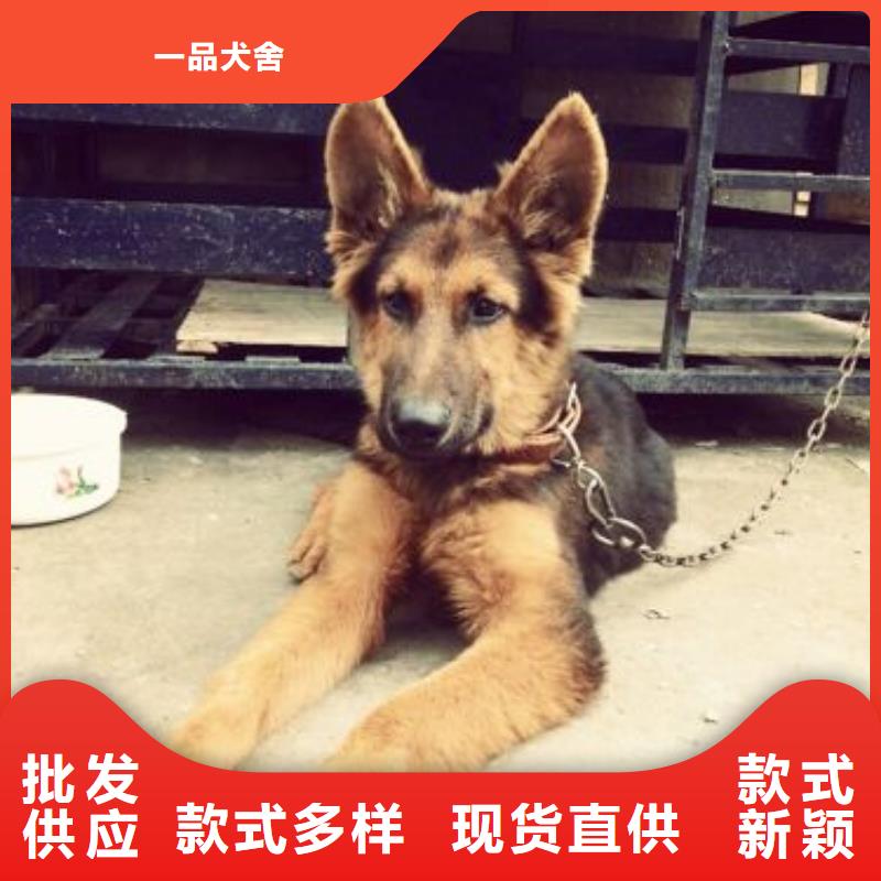 德国牧羊犬德牧犬把实惠留给您