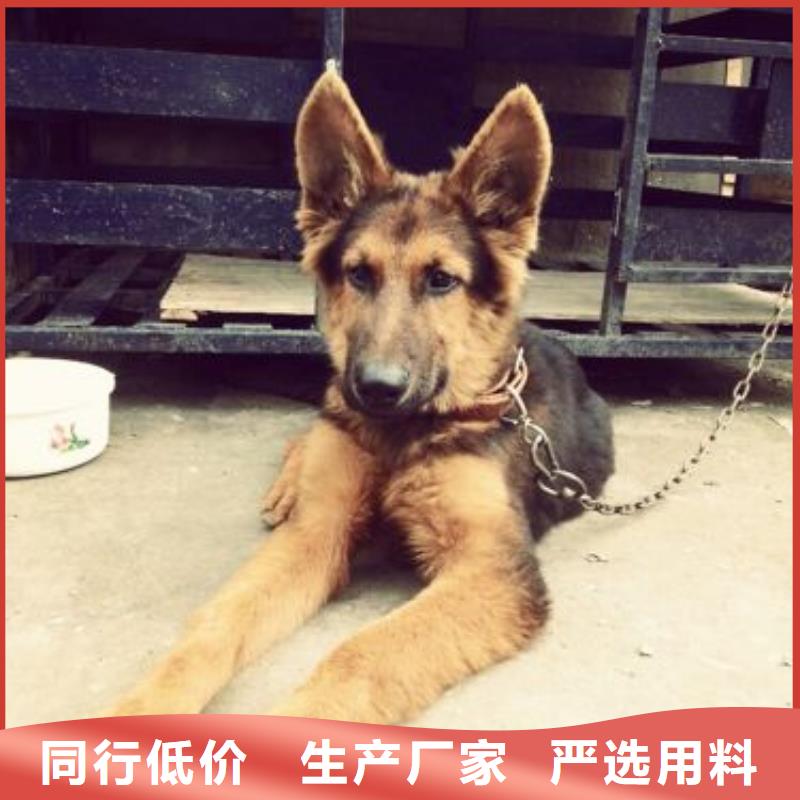 卡斯罗犬-视频-卡斯罗犬|云南省玉溪市|易门|澄江|大理|文山|西双版纳|曲靖|昭通|迪庆