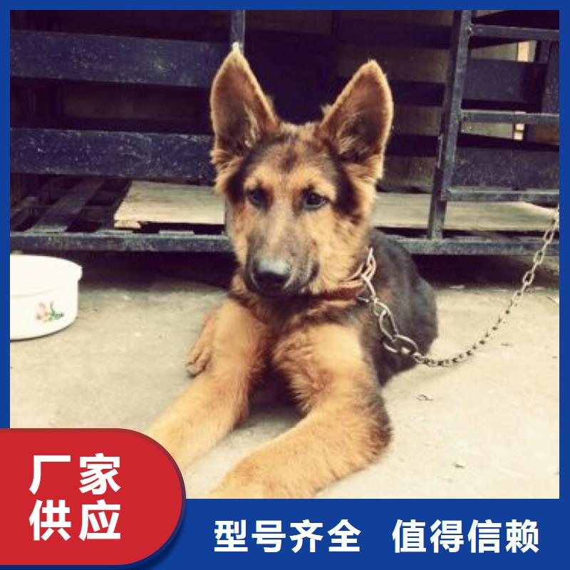 德国牧羊犬杜宾犬专业生产设备