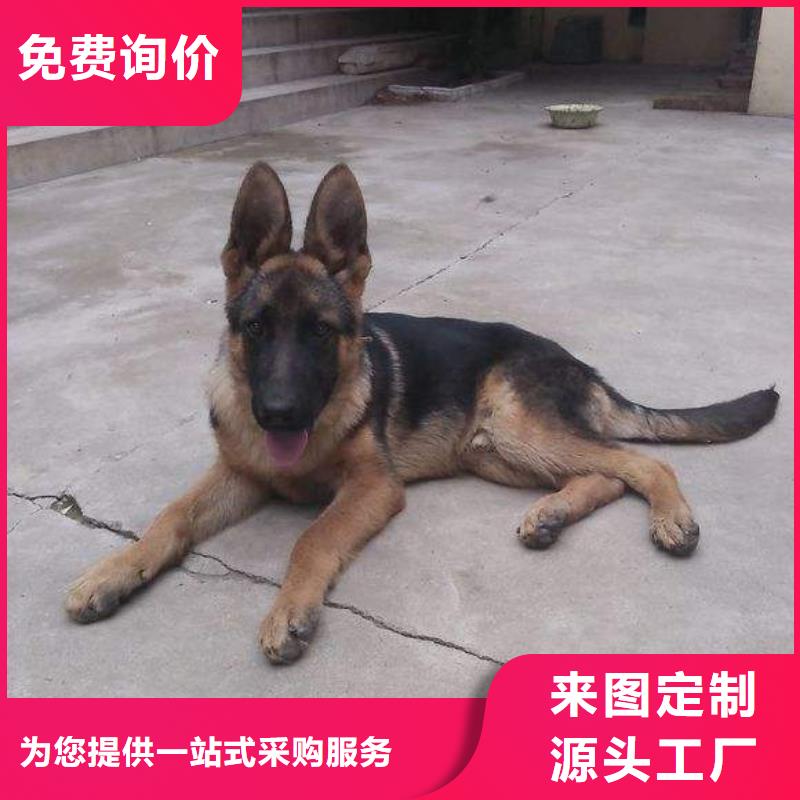 德国牧羊犬德牧犬把实惠留给您