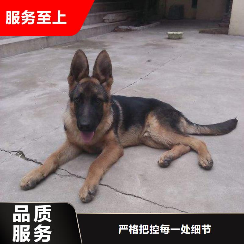 德国牧羊犬罗威纳犬工艺成熟