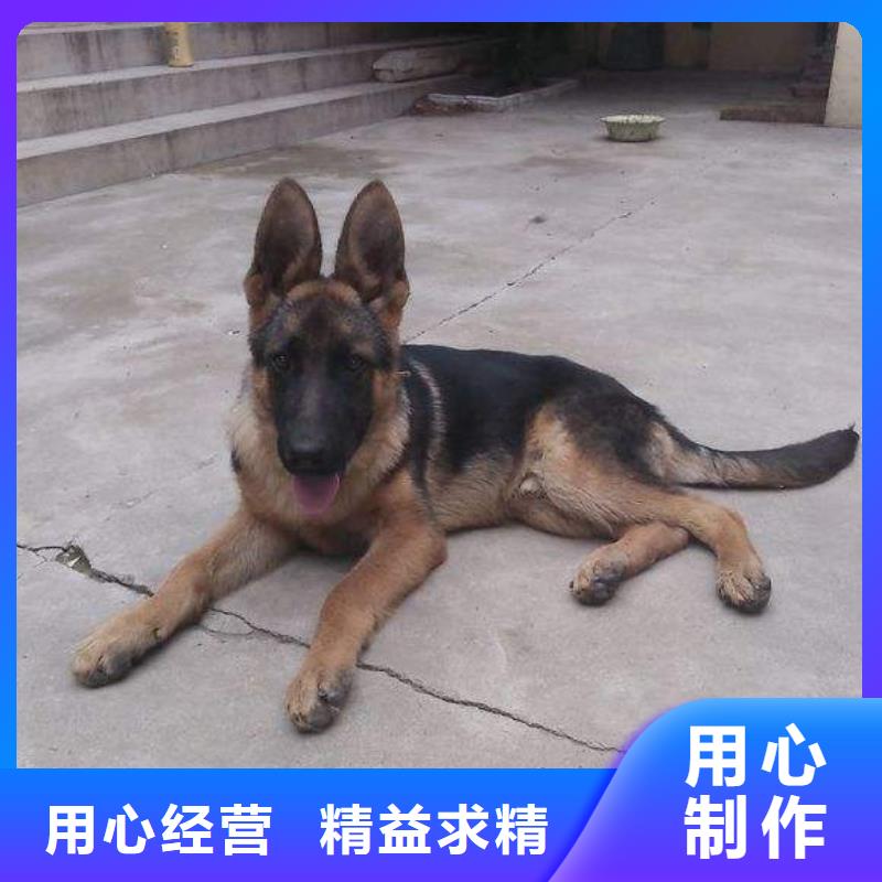 德国牧羊犬杜宾犬专业生产设备