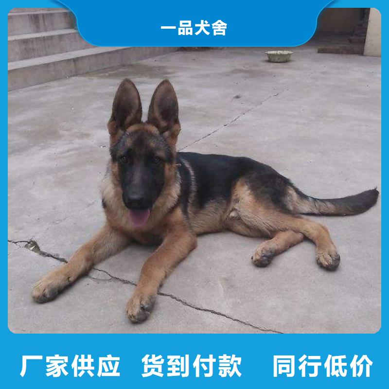 德国牧羊犬杜宾犬专业生产设备