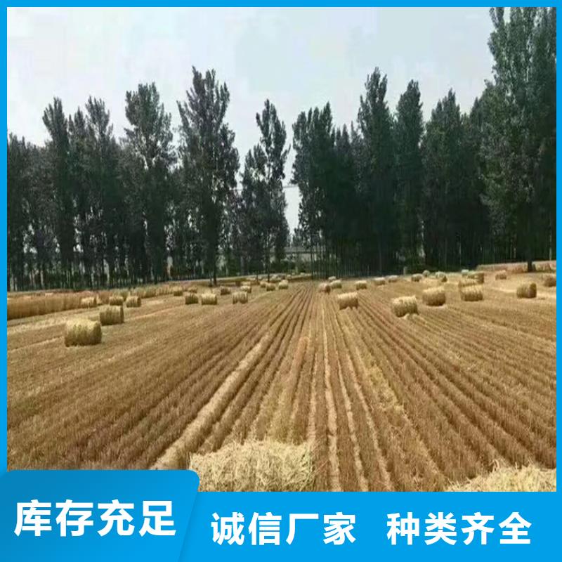 卡斯罗犬-视频-卡斯罗犬-一品犬舍(丽水市分公司)服务区域遂昌|云和|嘉兴|金华|舟山|湖州|衢州|绍兴