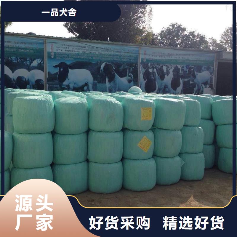 卡斯罗犬-视频-卡斯罗犬|新疆|伊犁|乌鲁木齐|克拉玛依